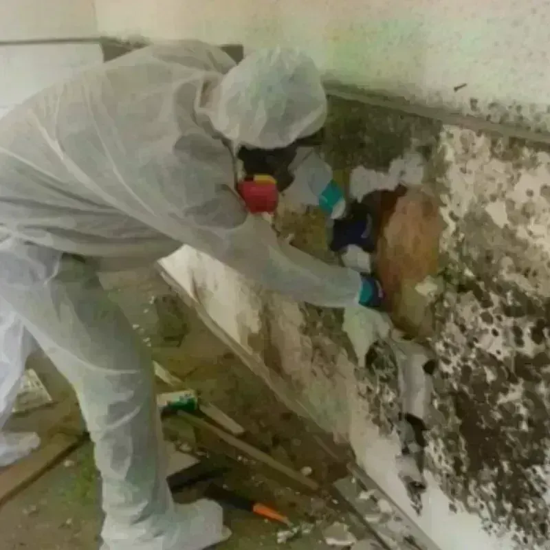 Mold Remediation and Removal in Kilmarnock, VA